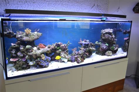 Maintenance Of 300 Gallon Aquarium Decorifusta