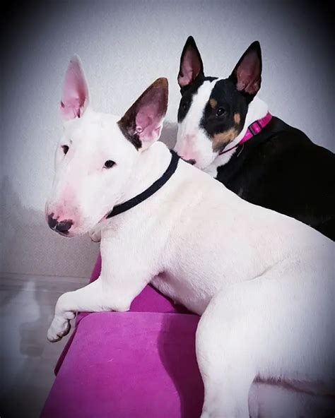 21 Things All English Bull Terrier Owners Must Never Forget The Paws