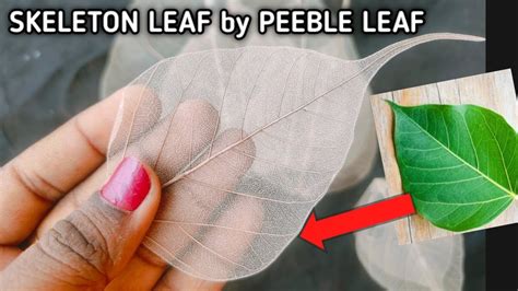 Skeleton Leafskeleton Leaf From Peepal Leafdiy Craft Ideastrending