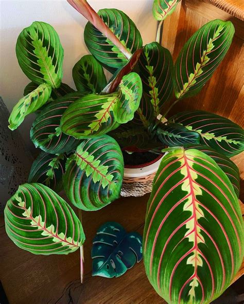 60 Beautiful Indoor Plants Design In Your Interior Home House Plants
