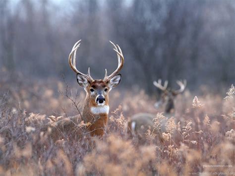 Monster Whitetail Deer Buck Wallpaper Desktop Background