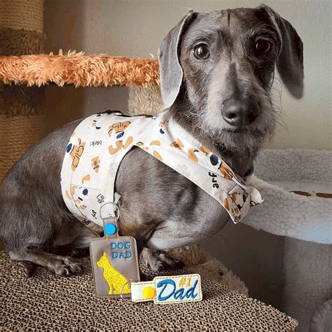 Blue Dachshund Breed Info Temperament Health And Costs