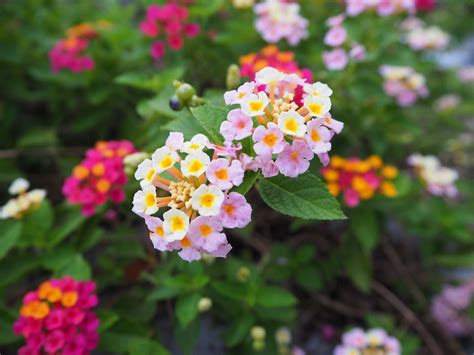 We did not find results for: Flowers Name In Marathi Chart | Best Flower Site