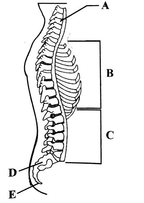 Labelled Diagram Of Backbone Vertebral Column Anatomy Vertebrae