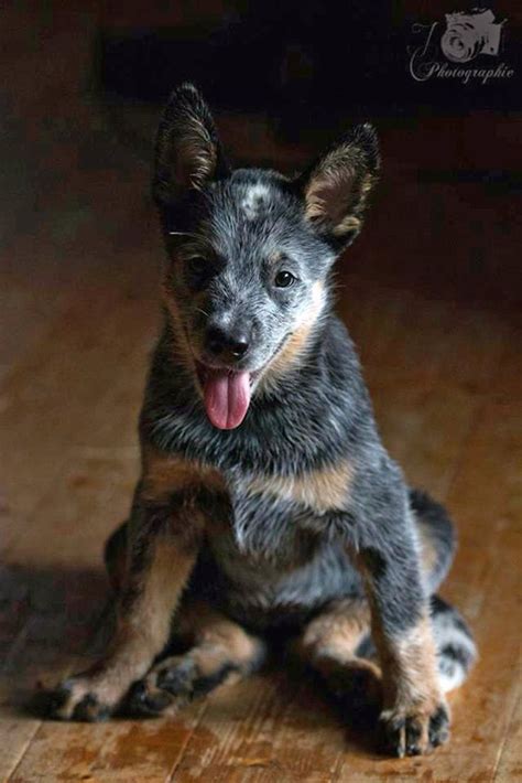 Pin By Rene M On Dogs And Cats Heeler Puppies Blue Heeler Puppies