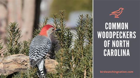 The 8 Fantastic Woodpeckers Of North Carolina You Are Likely To See