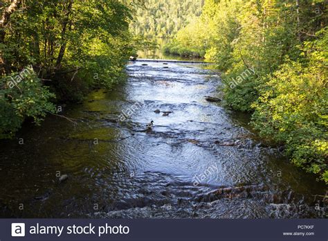 Forest River Nature Background River Flows Through The Lush North