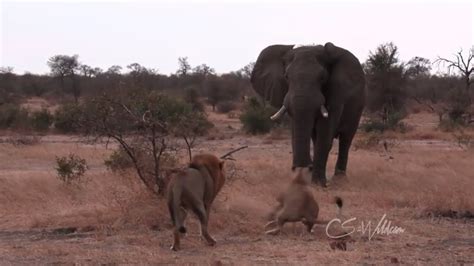 Lions Charged By Elephant Bull In Musth Epic Xigodo Sighting Youtube