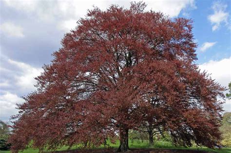 Fagus Sylvatica Purpurea European Beech