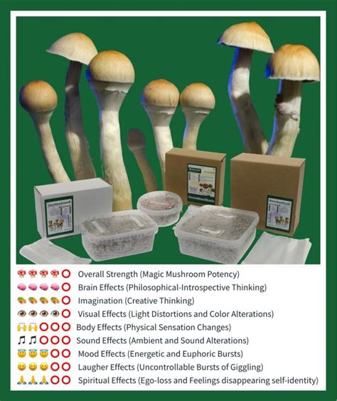 The Best Magic Mushroom Grow Kits Grow Psychedelic Mushrooms