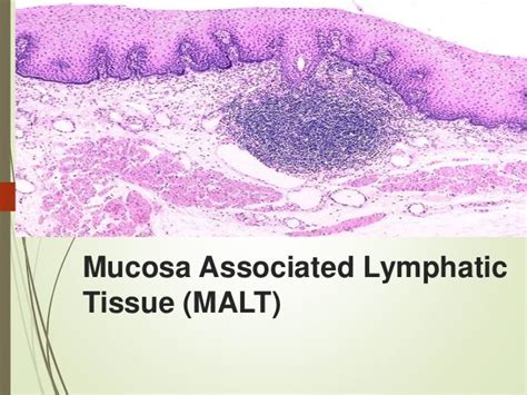 Lymphatic System Thymus And Malt