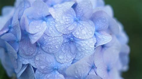 Purple Hydrangea Flowers Dew Wallpapers Hd Desktop And Mobile