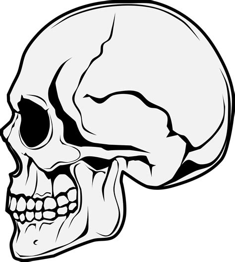 Skeleton Head Drawing Side View