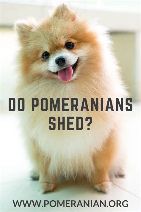Pomeranian Chihuahua Shedding Pets Lovers