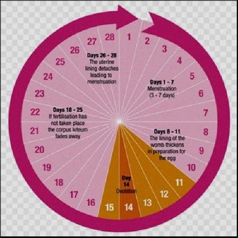 Menstrual Cycle Chart Fertility