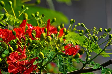 Hình ảnh đẹp Về Hoa Phượng Vĩ đỏ Tuyệt đẹp Oecc