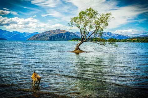 Wanaka New Zealand Lake Free Photo On Pixabay