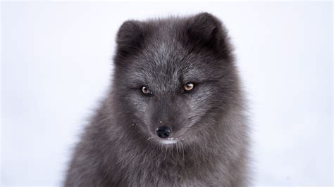 Black Arctic Fox 3840 X 2160 Rwallpapers