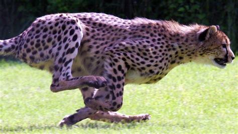 Speed Freaks 10 Of The Fastest Animals In The World Worlds Fastest