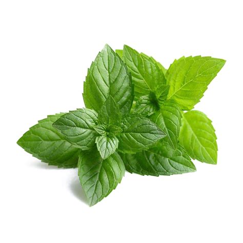 Mint Png Images Hd Png All Png All