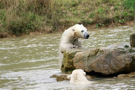 Free Images Nature Snow Cold Winter White Animal Wildlife Wild