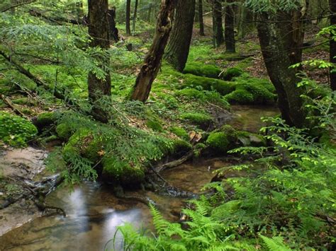 Imagen Gratis Madera Naturaleza Agua Bosque Paisaje Musgo Río