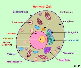 Easy diagram of animal cell. Plant Cell Vs Animal Cell: Science For Kids | Cells ...