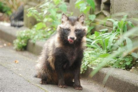 The Raccoon Dog Nyctereutes Procyonoides Is Indigenous To East Asia