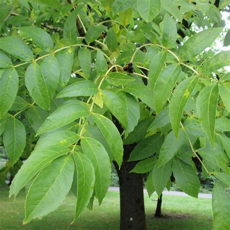 Fraxinus Excelsior Aurea In Roath Park Lake