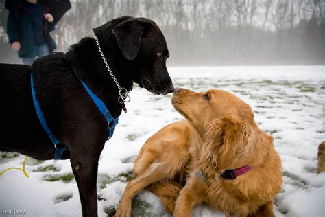 Dogs Rub Noses Fred Levy Photographer
