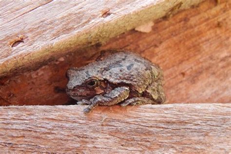 Are Gray Tree Frogs Good For Beginners Caring For Pets