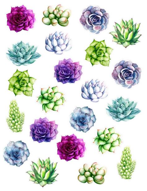 For example, the fruit of the living rock or fossil cactus ariocarpusspp looks like pale fleshy berries. Succulent Sticker Printable - sisoo.com