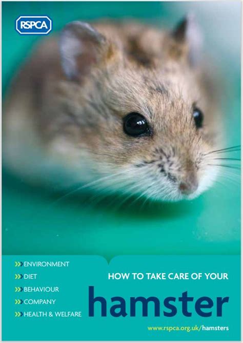 Hamster Care Guide Get The Real Advice