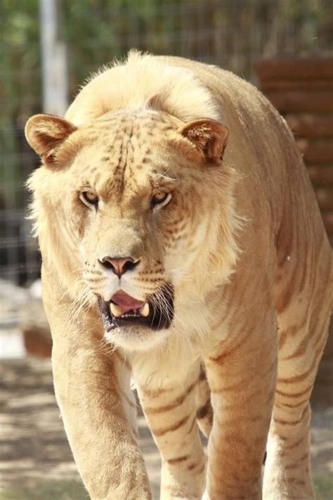 A Male Liger A Liger Is The Offspring Between A Male Lion And A
