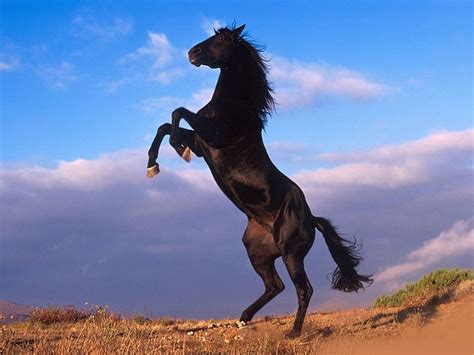 Animals Zoo Park Black Horses Black Horse Wallpapers For