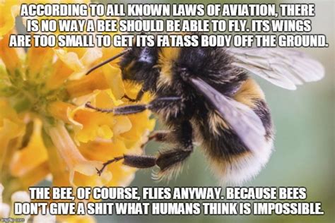 20 Entertaining Bee Memes You Just Cant Ignore
