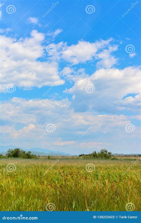 Yellow Grasses Clouds And Sky Stock Photo Image Of Bush Vocation
