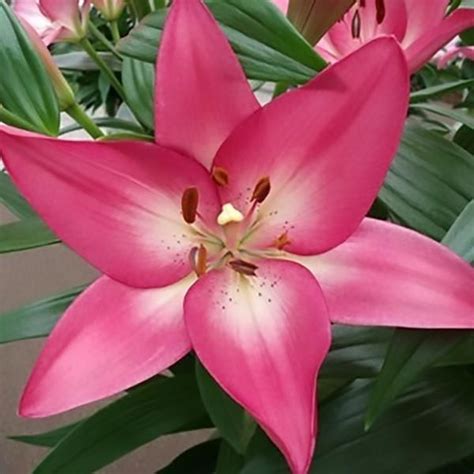 Lily La Hybrid Arbatax Fragrant Easy To Grow Bulbs Lily Lily Bulbs