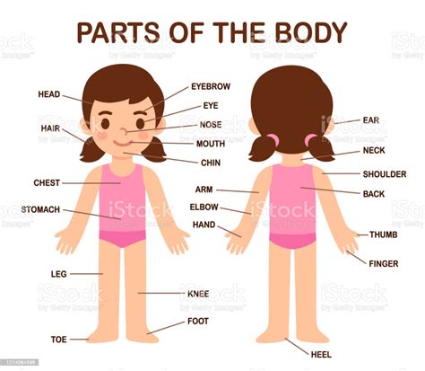 Body Parts Diagram Brain Human Anatomy Picture Function Parts