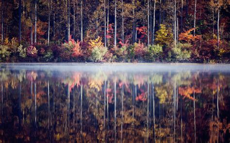 Fog Water Reflection Fog Trees Forest Leaves Autumn