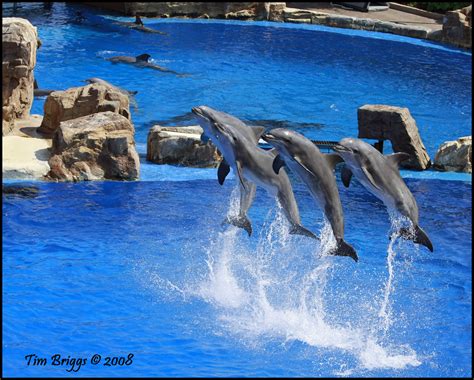 Synchronized Swimming Dolphin Style Elvaquero Flickr
