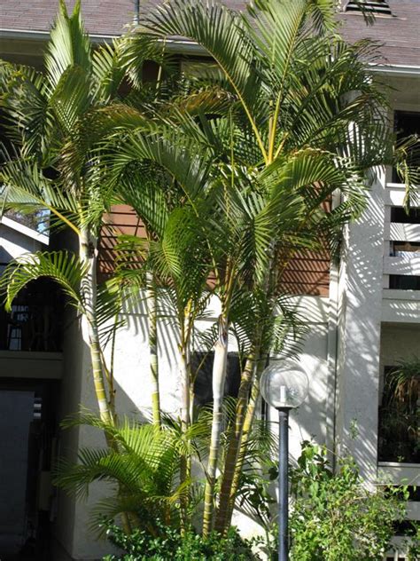 We already have an areca palm hedge between us and our residential neighbor, so i'm confident that i like the look, the maintenance is acceptable, and it's likely well suited what state are you in? The Areca Palm - Dypsis lutescens
