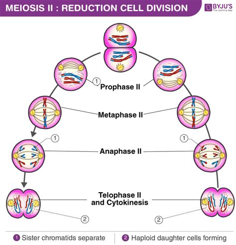Meiosis 1 Diagram Labeled