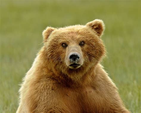 Alaskan Grizzly Bear Portrait Stock Photo Image Of Close Grizzly