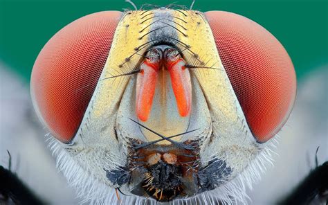 Extreme Macro Close Ups Of Insect Faces By Yudy Sauw Freeyork