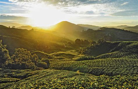 200 km away from kuala lumpur, this scenic place lures travellers from all over the world. Going to Cameron Highlands? - Malaysia • BorneoTalk