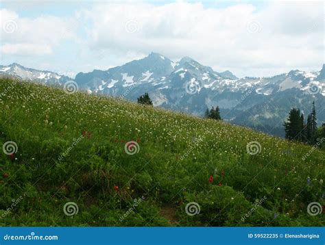 Beautiful Mountain Meadow With Flowers In Bloom Mount Rainier Stock