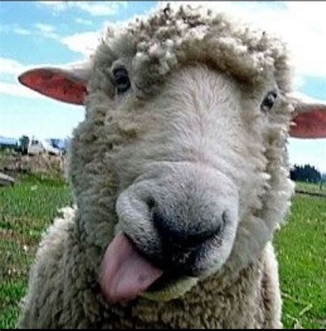 Pin By Mindofmilla On My Love For Animals Funny Sheep Sheep Animals