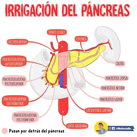 Lista 96 Foto Ubicacion Del Pancreas En El Cuerpo Humano Lleno