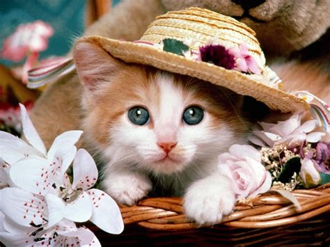 Adorable Animals In Cute Fashionable Hats Cute Overload Babamail